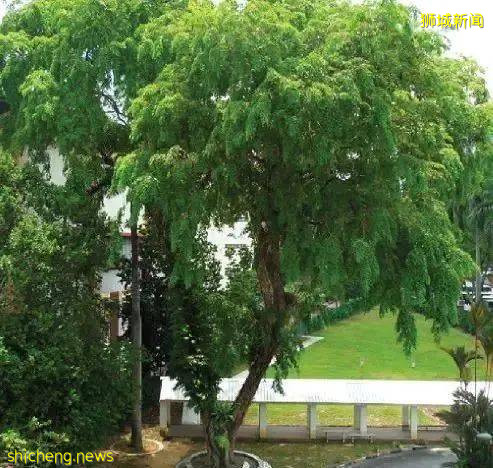 新加坡各行業再次受疫情反彈影響，爲何只有“它”只漲不跌