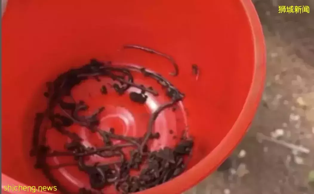 新加坡爱马仕女王“新家”曝光!私人泳池25米、鸡住海景房