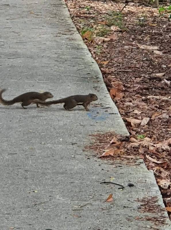 突發！這個海灘驚現一群巨型椰子蟹，還搶燒烤吃！新加坡也被鳄魚、蜥蜴、蟒蛇、水獺、猴子、野豬、野雞嚇到過