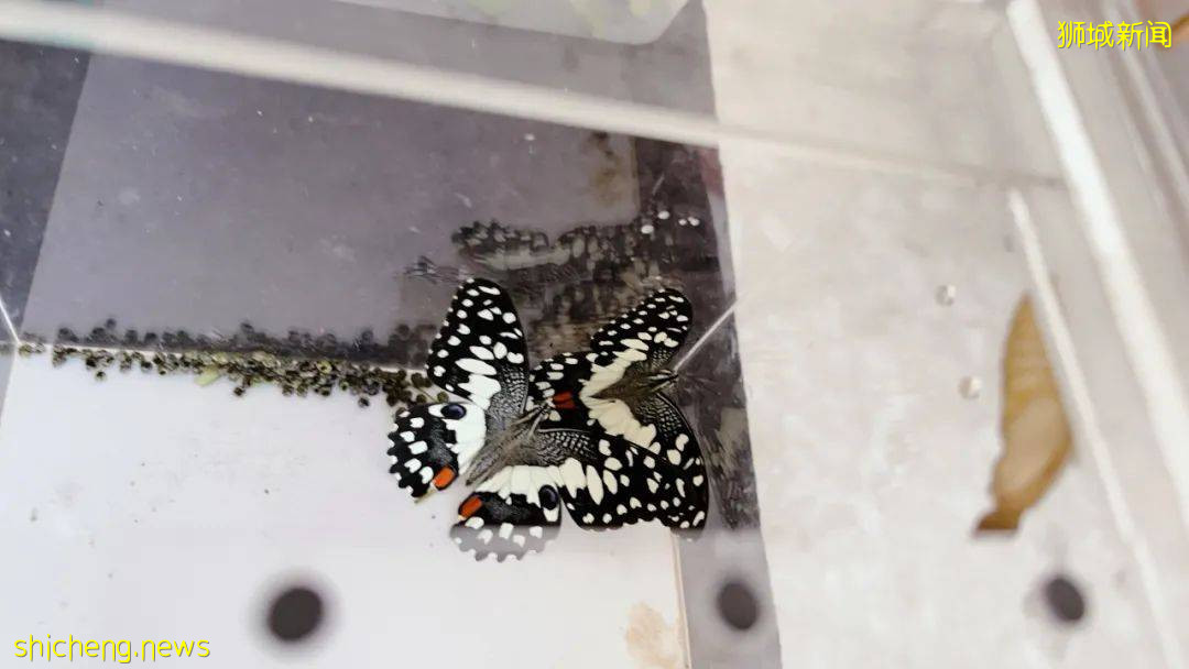 別人家養貓養狗當寵物,我兒子卻喜歡在新加坡養毛毛蟲