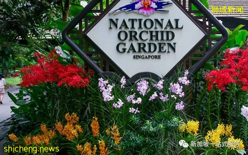 最美麗的自然風光: 新加坡植物園!