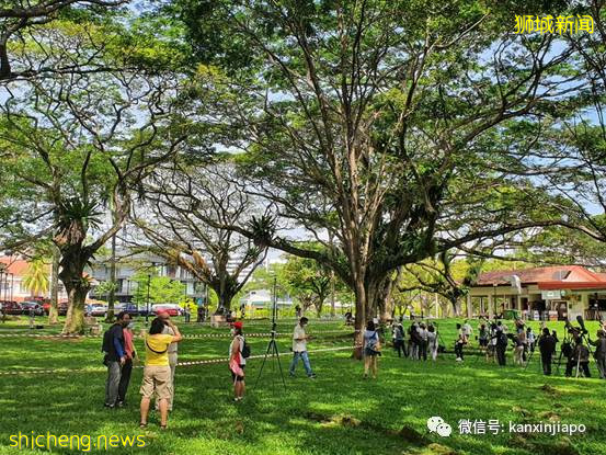 濒危猫头鹰出没！百名摄影爱好者扎堆围观抓拍