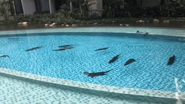 闯入公寓泳池、吃光鱼塘锦鲤!这群玩意在新加坡太嚣张了