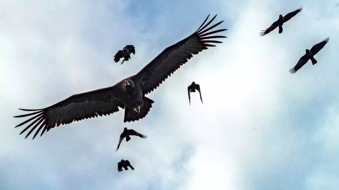 首飞飞不起,二飞仅飞50米,三飞被乌鸦群起攻击……秃鹫不怕,突破困难回家了