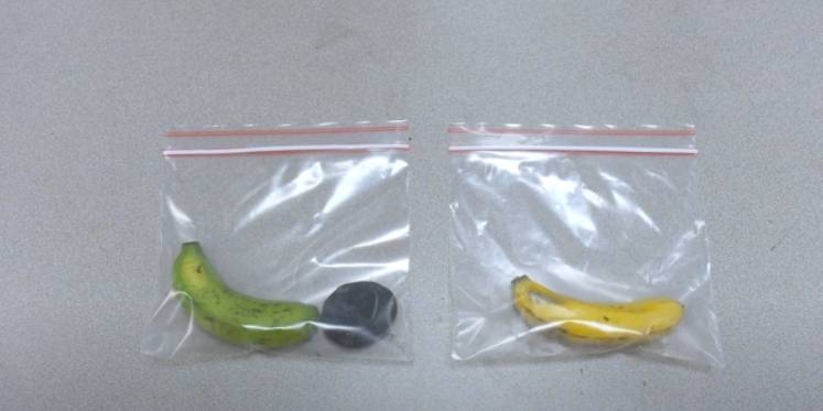 化腐朽为神奇!国大工程师将菠萝叶制成便宜的气凝胶,可以保存食物并处理废水