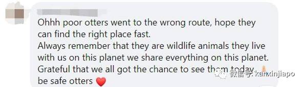 18只水獭豪游新加坡私宅区,门外与和狗狗“闲话家常”