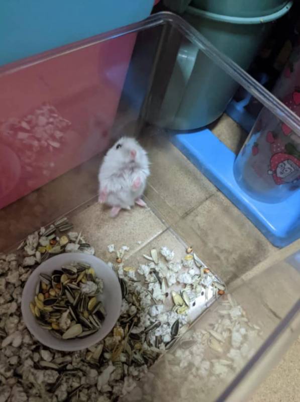 你喜欢小动物吗?新加坡129只仓鼠等你照顾