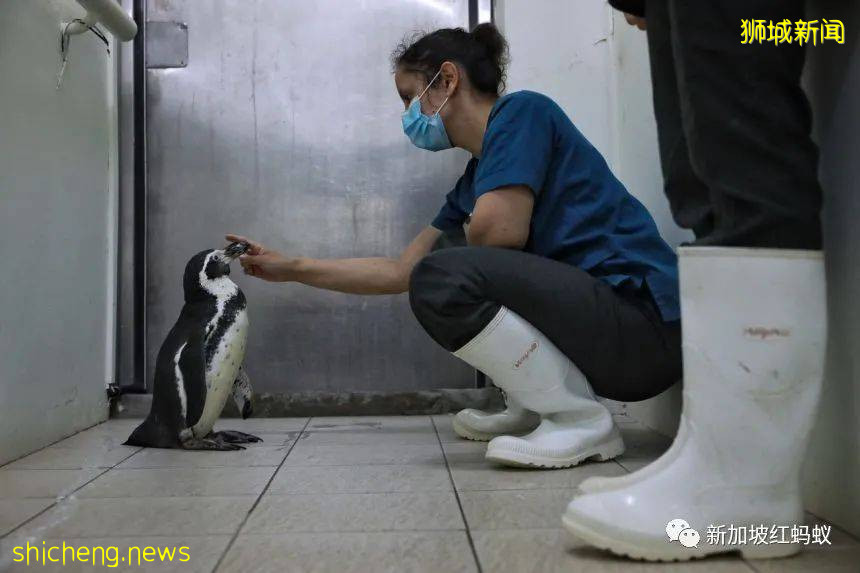 新加坡飛禽公園設有禽類專科醫院　裏面的“病人”最輕5克最重50公斤