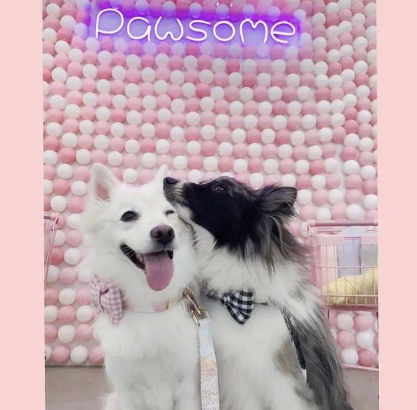 治愈系的它看一眼就愛不釋手！新加坡撸貓撸狗地圖來咯