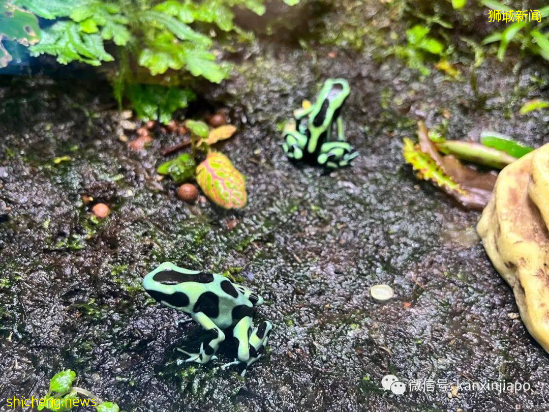 亞洲最大的海洋館,原來在新加坡