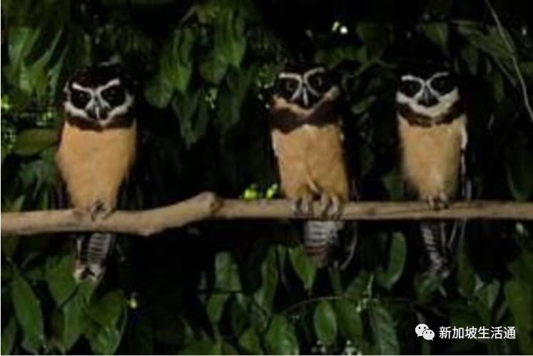 新成員來到！新加坡夜間動物園迎來了第一頭土豚和三只眼鏡鸮