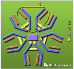 飞中国前必看!在新加坡接种辉瑞和莫德纳疫苗的人注意了