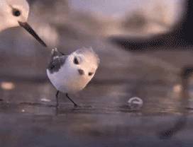 新加坡趕海全攻略!寄居蟹、花蟹、龍蝦、蛤蜊、海星、海參...我挖到寶藏啦