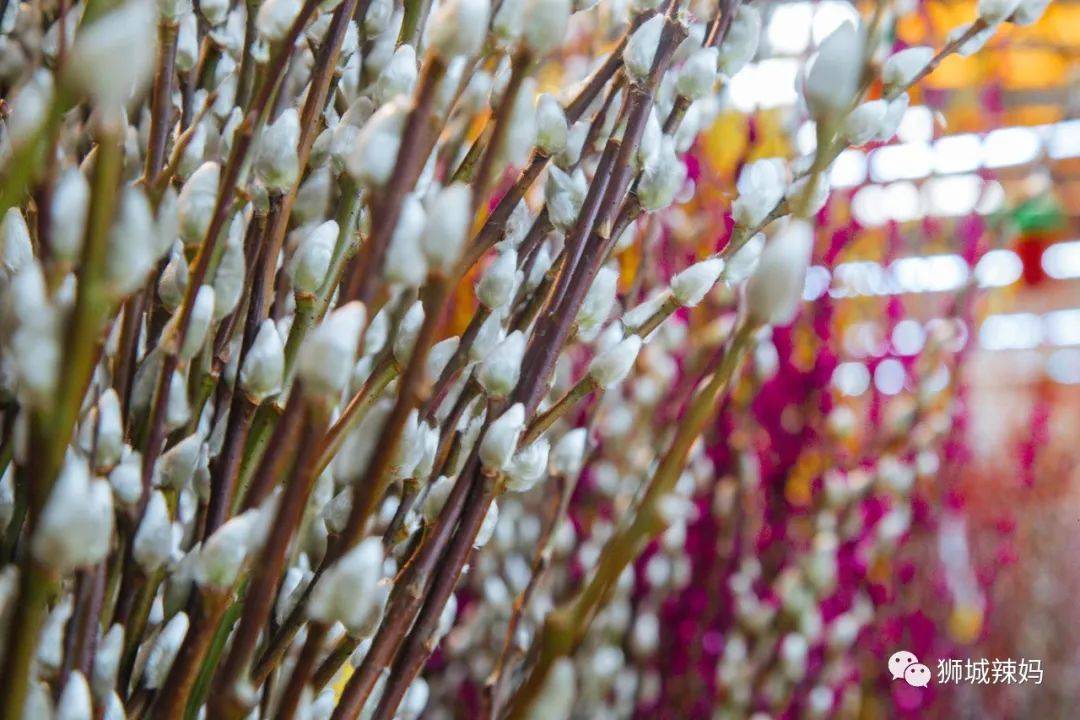新加坡最大最好逛的花市,1000+花卉,新年必入好运连连