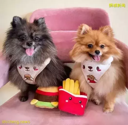 吸猫撸狗不是梦，5家新加坡宠物咖萌到犯规