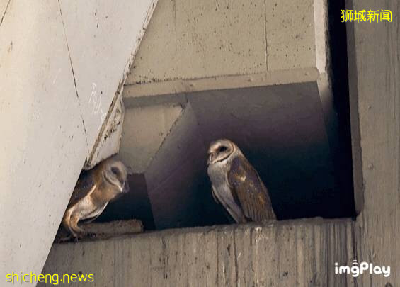 新加坡驚現人臉貓頭鷹！這些恐怖小動物，你碰到過嗎