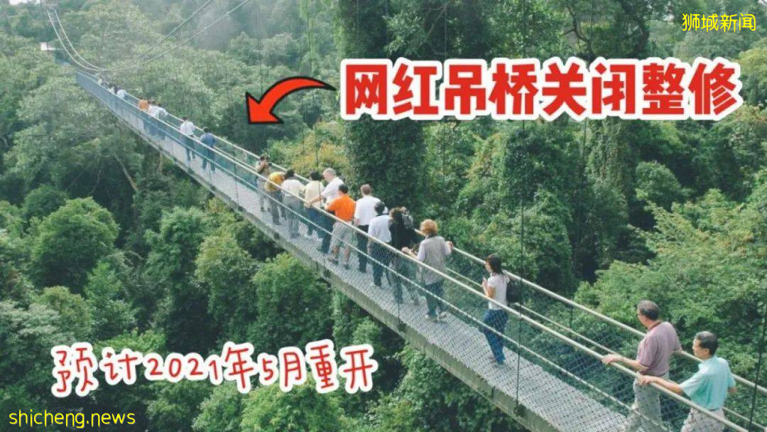 新加坡超火徒步路线!树梢吊桥、水映花树、长尾猴、松鼠、巨蜥,太美了