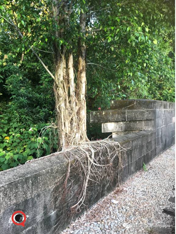 昨天小長假人山人海，武吉知馬老鐵路成新景點！前生今世大揭秘