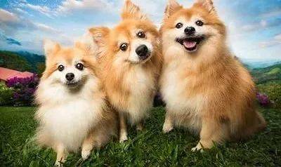 新加坡丨要想養寵物，需要怎麽做