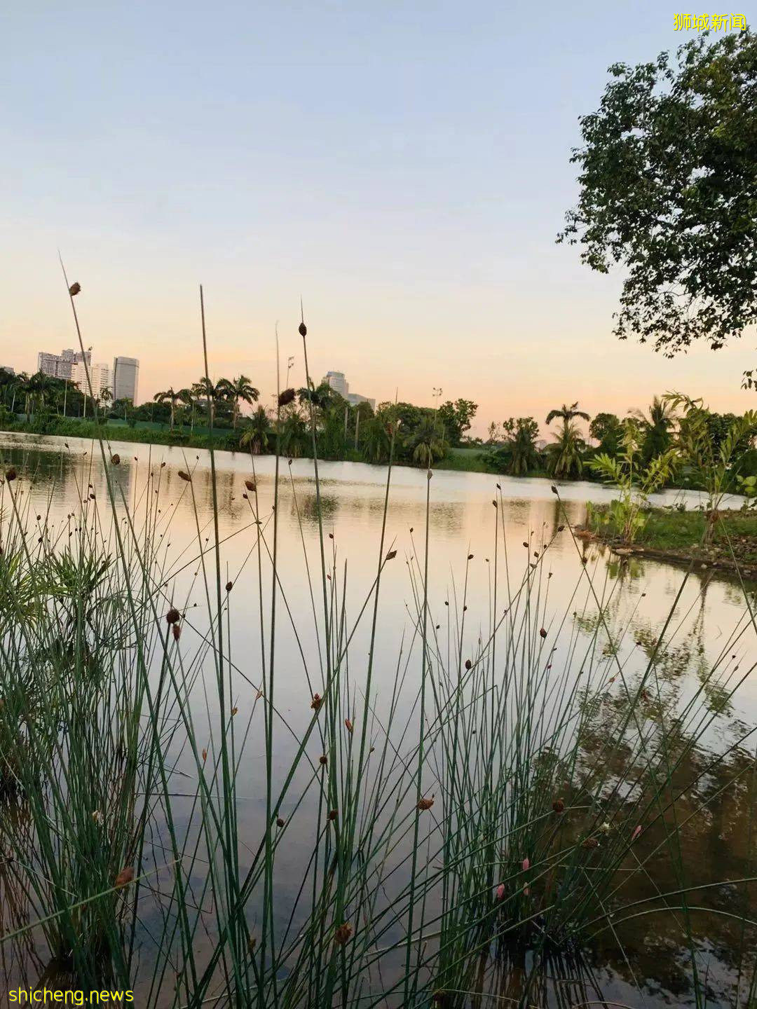 美到不行的裕廊湖畔花园,你不来打卡一下吗