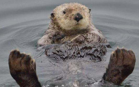 突發！這個海灘驚現一群巨型椰子蟹，還搶燒烤吃！新加坡也被鳄魚、蜥蜴、蟒蛇、水獺、猴子、野豬、野雞嚇到過