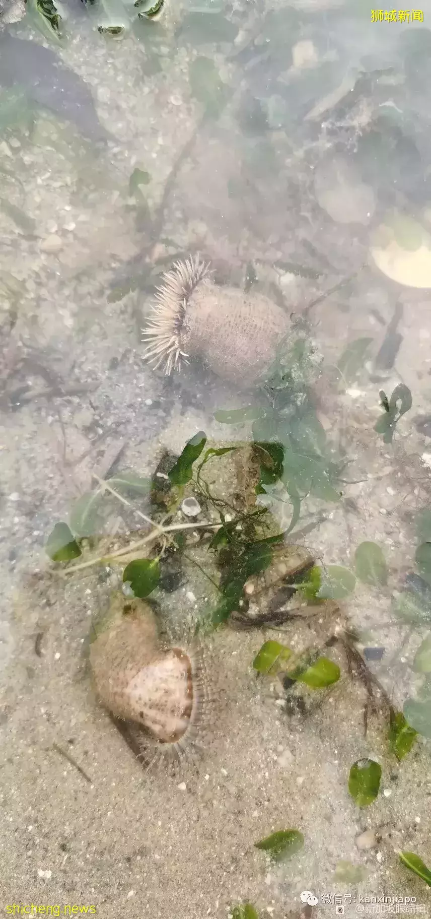 新加坡“趕海”全攻略!遇見了這麽多神奇的生物