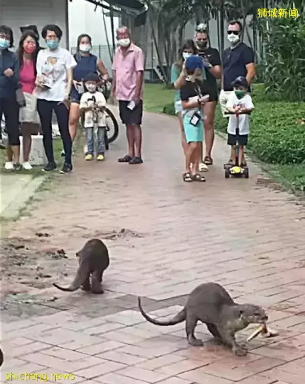 公众难靠近解救 小水獭遭假饵钩伤