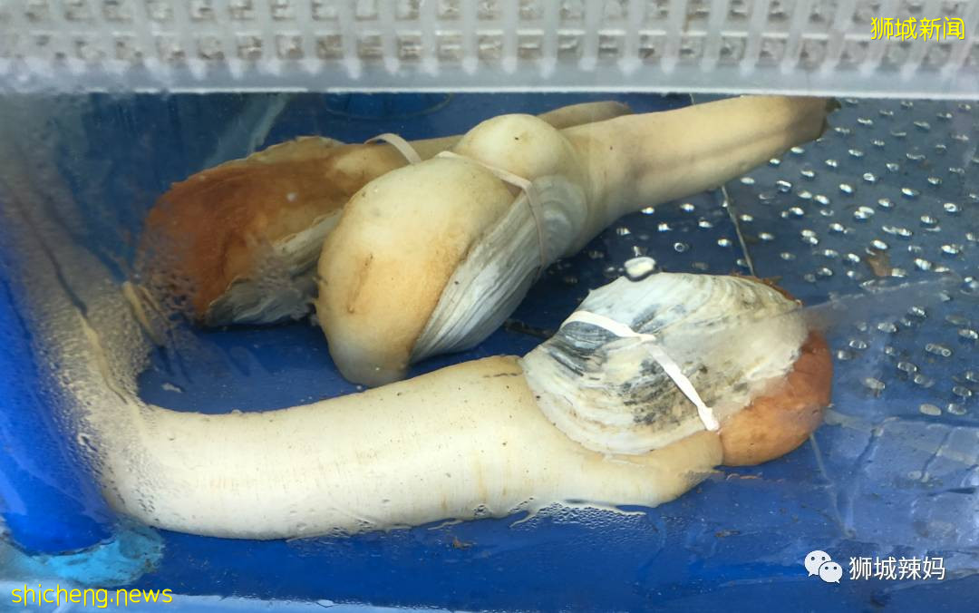 超劃算中國超市！$0.6鮑魚、$8麻辣小龍蝦、活鲫魚、80種海鮮、100多種面食