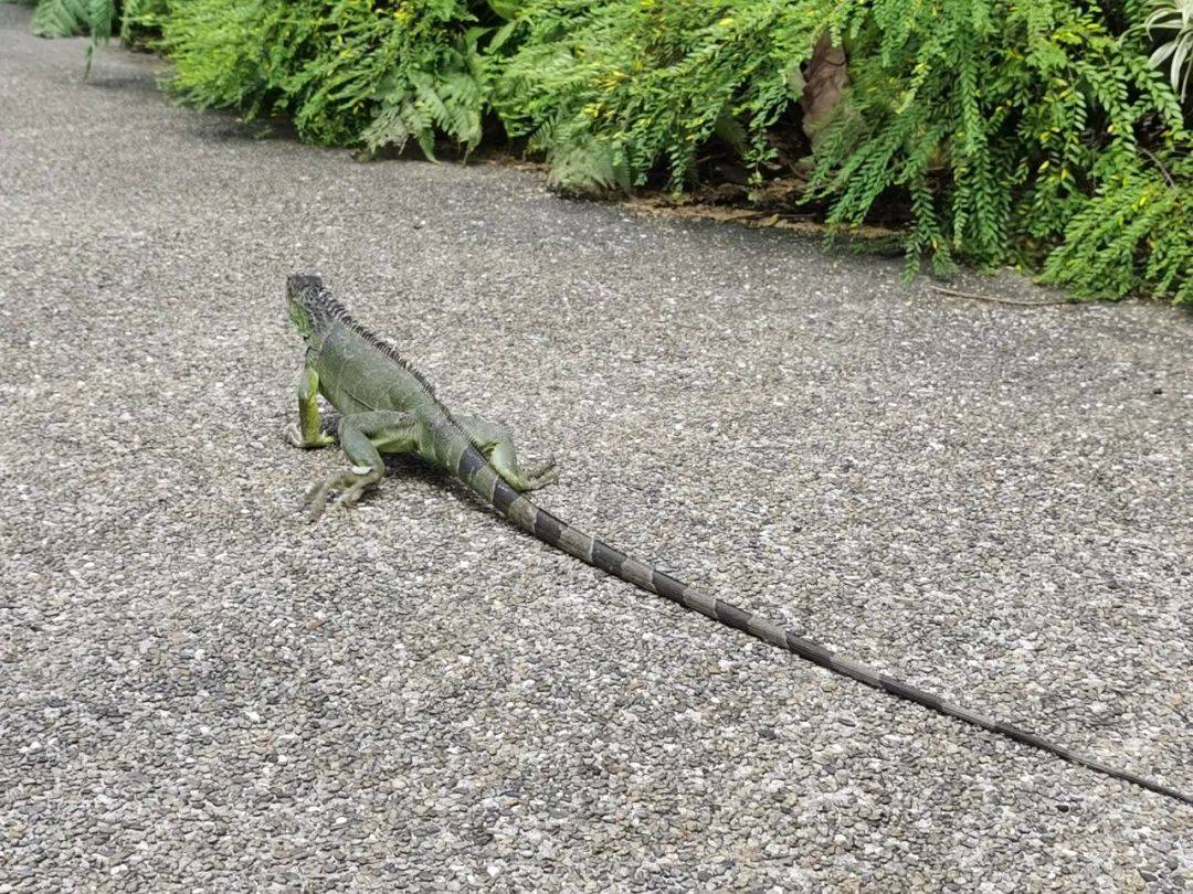 免費送票!帶倆娃嗨翻亞洲最大飛禽園,400多種5000多只鳥,一路驚喜不斷