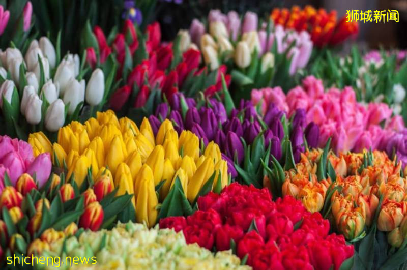 除了超市，原來新加坡還能在這些地方買到鮮花