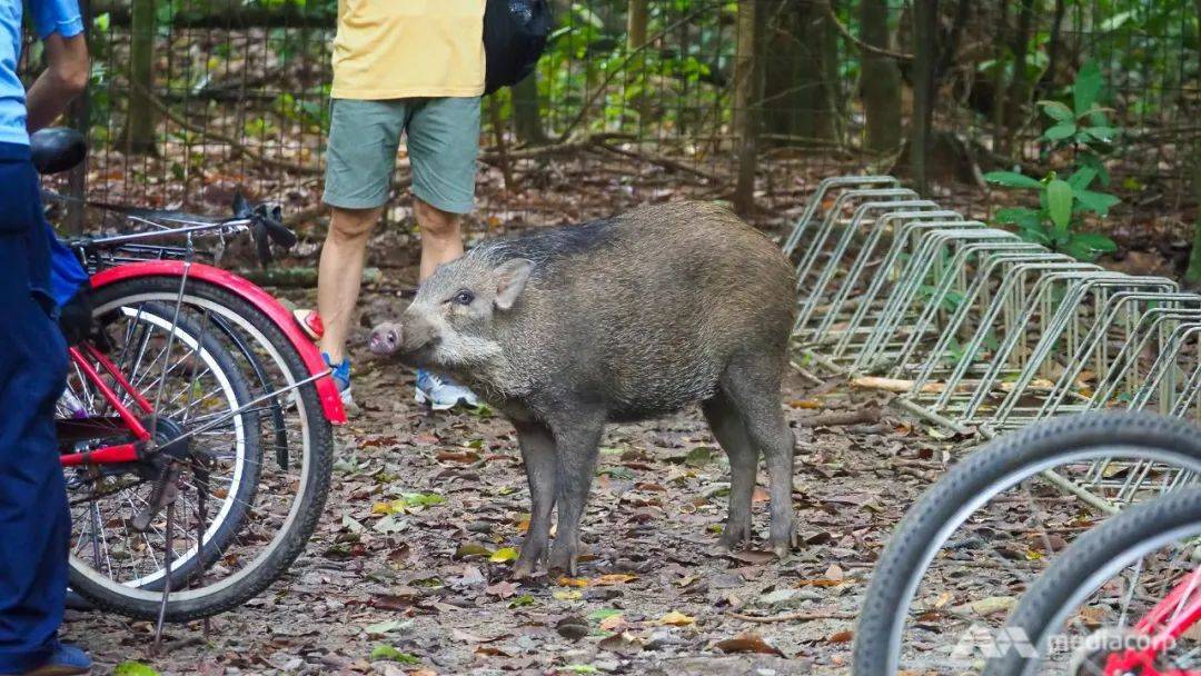 別在 NTU 餵豬了!新加坡的野生動物可不好惹