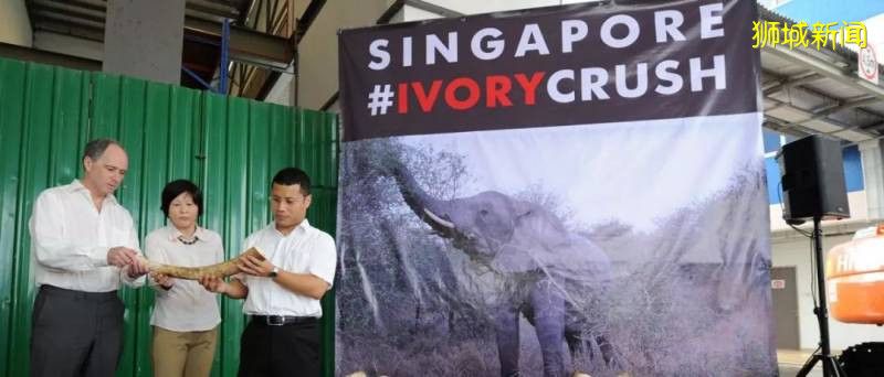 好樣的！新加坡銷毀9噸象牙，世界規模最大，全球直播