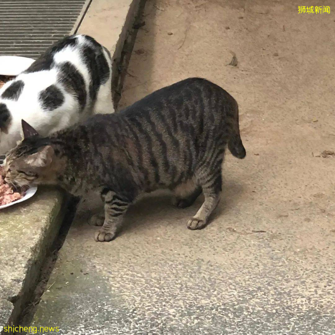 《南洋理工大學撸貓指南》