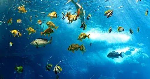 遛娃胜地新加坡!盘点那些让娃流连忘返的主题乐园