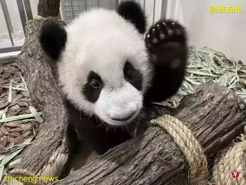 新加坡這裏的新生兒數字去年翻倍！這是怎麽一回事