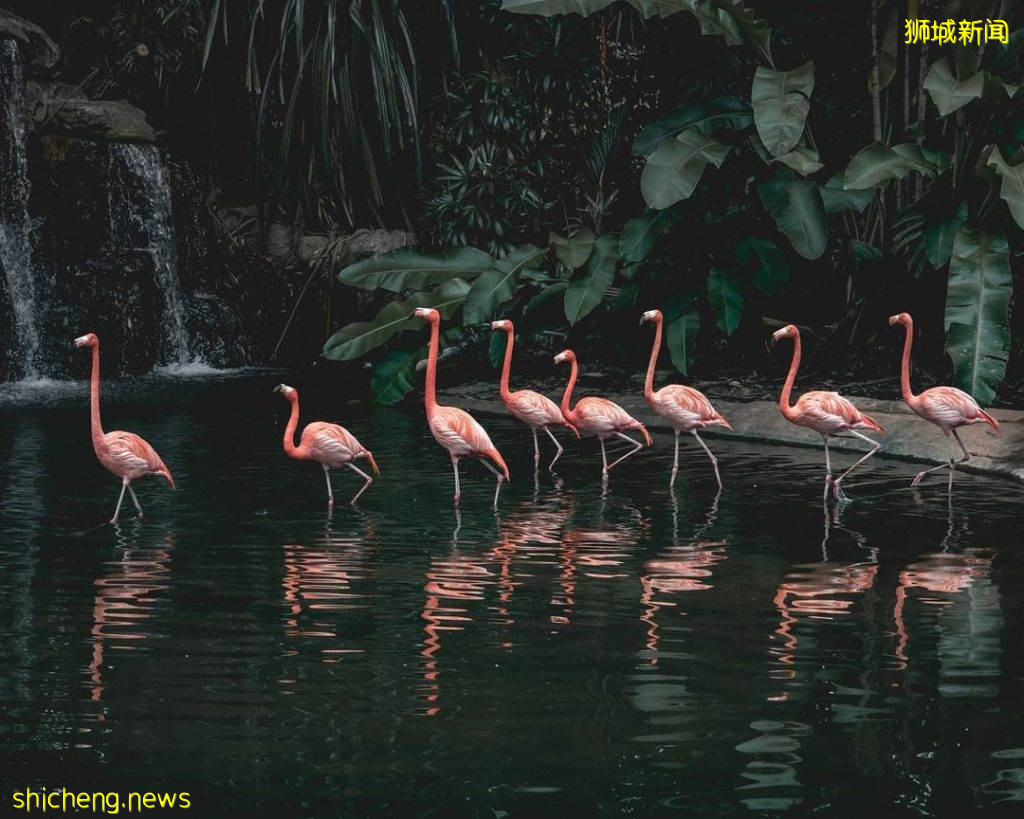 新加坡动物园&河川生态园、门票半价优惠!限时五天促销、赶紧线上购买💥