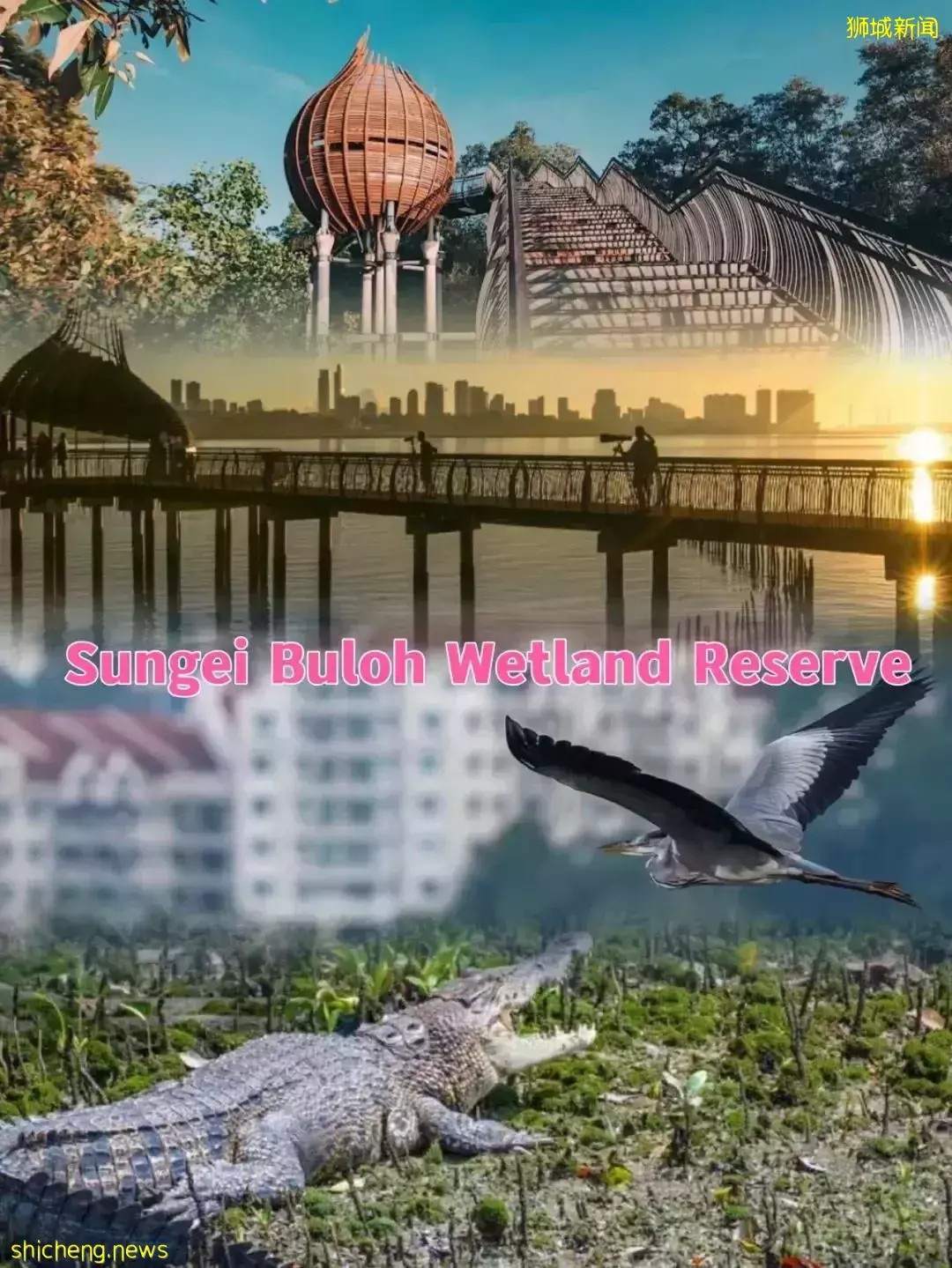 远足、观鸟、露营,还有大鳄鱼!新加坡的5大湿地公园一定要去