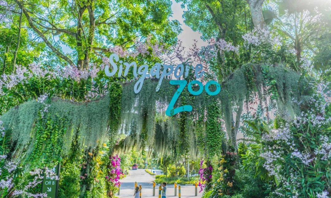 叮咚!新加坡奇奇怪怪的冷知识增加了