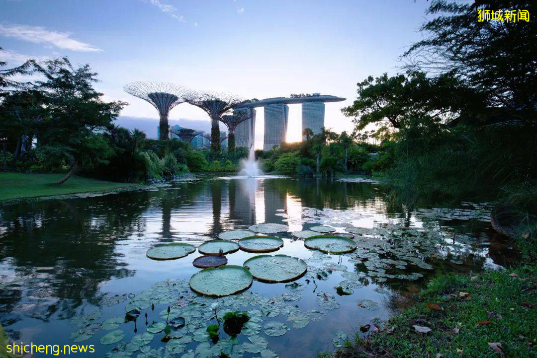 这个520,狮城拍了拍你并与你“新”动有约