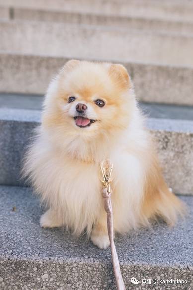 遭HDB人员登门盘查被告知,新加坡组屋不能养猫!这些“毛小孩”也不能出现