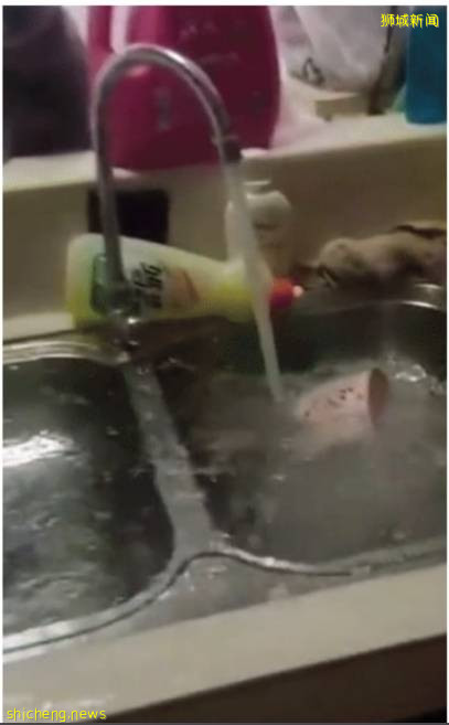 新加坡鬼畜喵喵爲玩水，居然用小爪子偷偷打開鏟屎官家的水龍頭