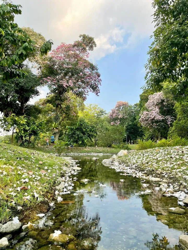 李顯龍總理發了一個帖子，評論區瞬間被淹沒