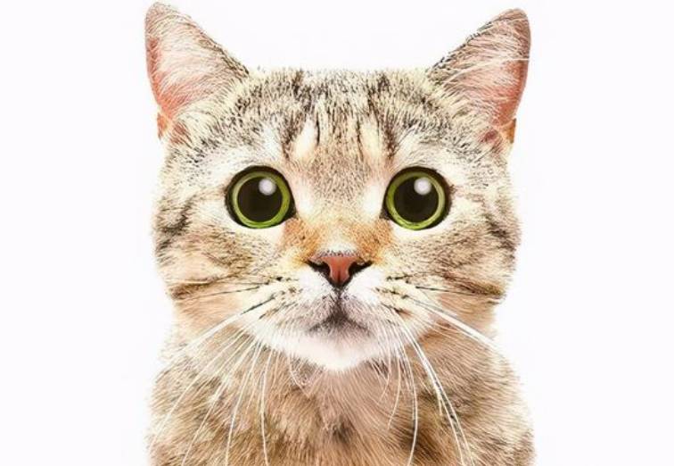 突發!他在新加坡騎車被卷入公交車底慘死!全島網民呼籲立法