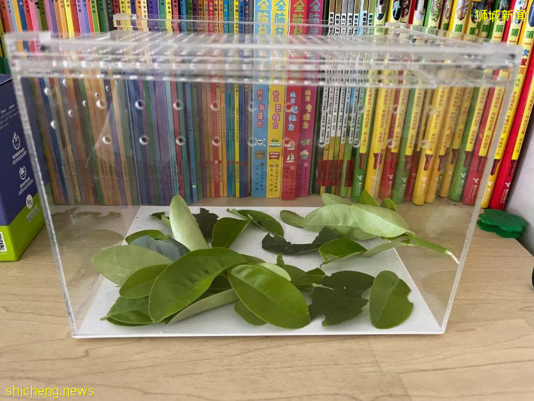 別人家養貓養狗當寵物,我兒子卻喜歡在新加坡養毛毛蟲