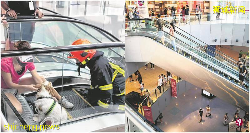 主人牵狗搭电扶梯·小狗脚趾卡梯缝哀嚎半小时