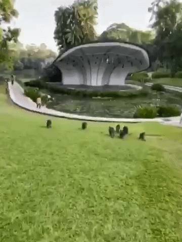 突發！這個海灘驚現一群巨型椰子蟹，還搶燒烤吃！新加坡也被鳄魚、蜥蜴、蟒蛇、水獺、猴子、野豬、野雞嚇到過