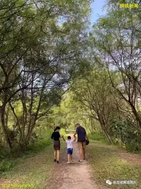 新加坡新政推出即将满一年，这个群体陷入了困境