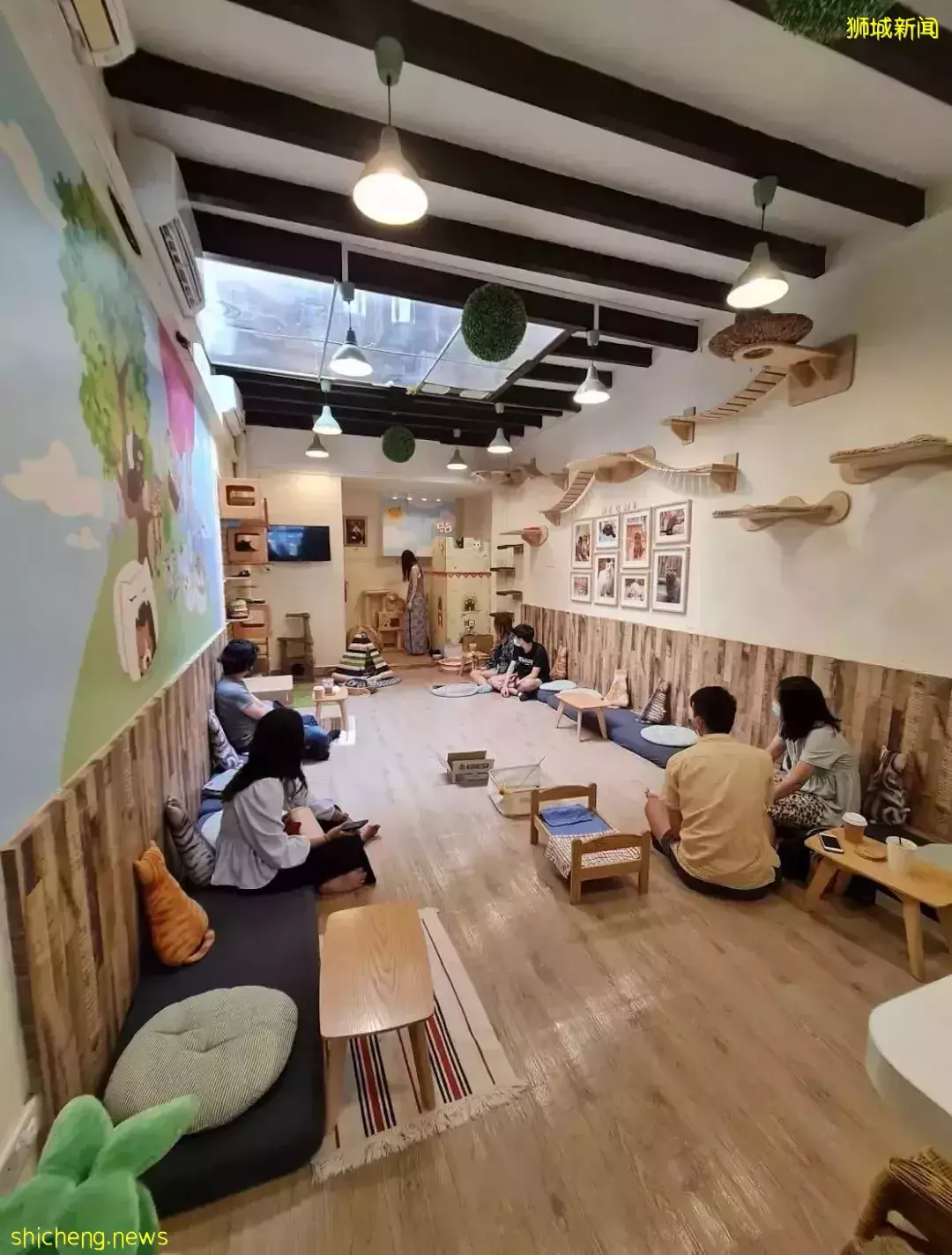 聊天、喝咖啡、撸貓……新加坡愛寵人士聚會好去處,軟萌貓咪等你來