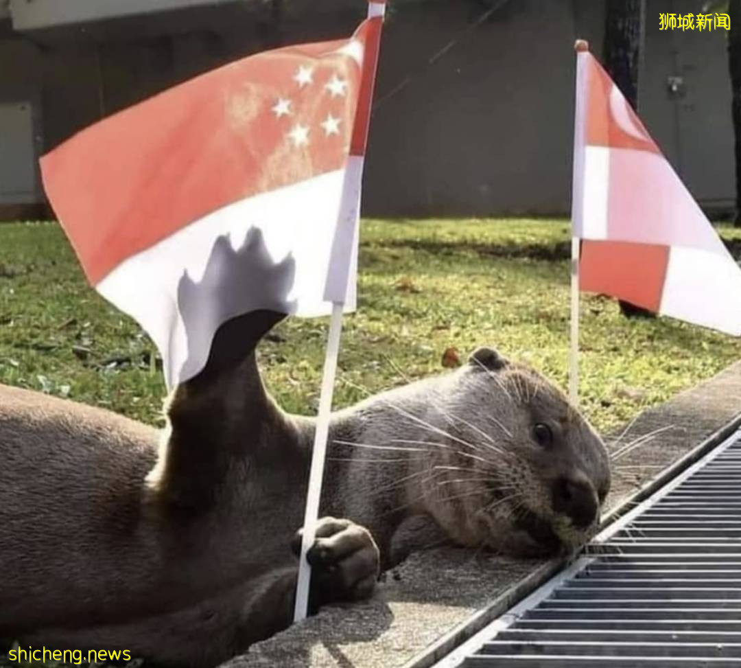 直升機、戰鬥機出動！李顯龍發表重要講話！56年了，新加坡讓全世界感動哭泣