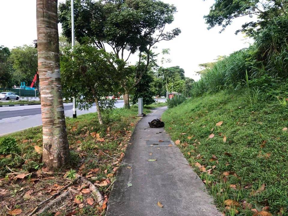 新加坡频现巨蟒和鳄鱼!“我看到蛇在路中间抱团......”